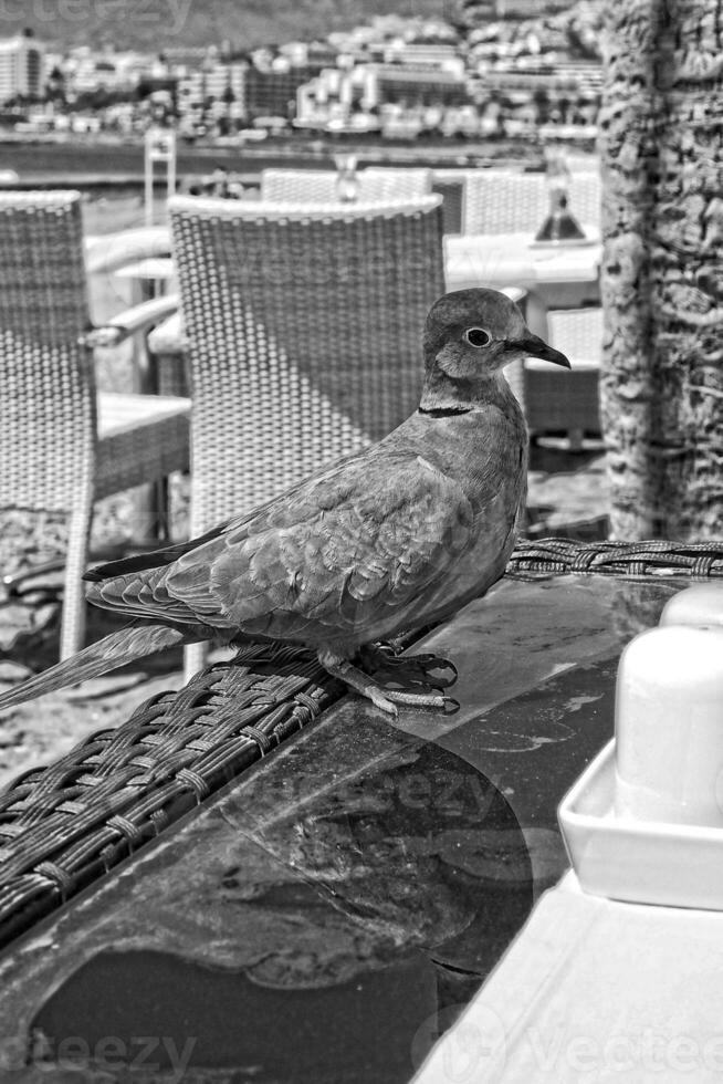 selvaggio gratuito uccello Piccione seduta su un' sedia nel un' bar di il oceano su un' caldo estate giorno foto