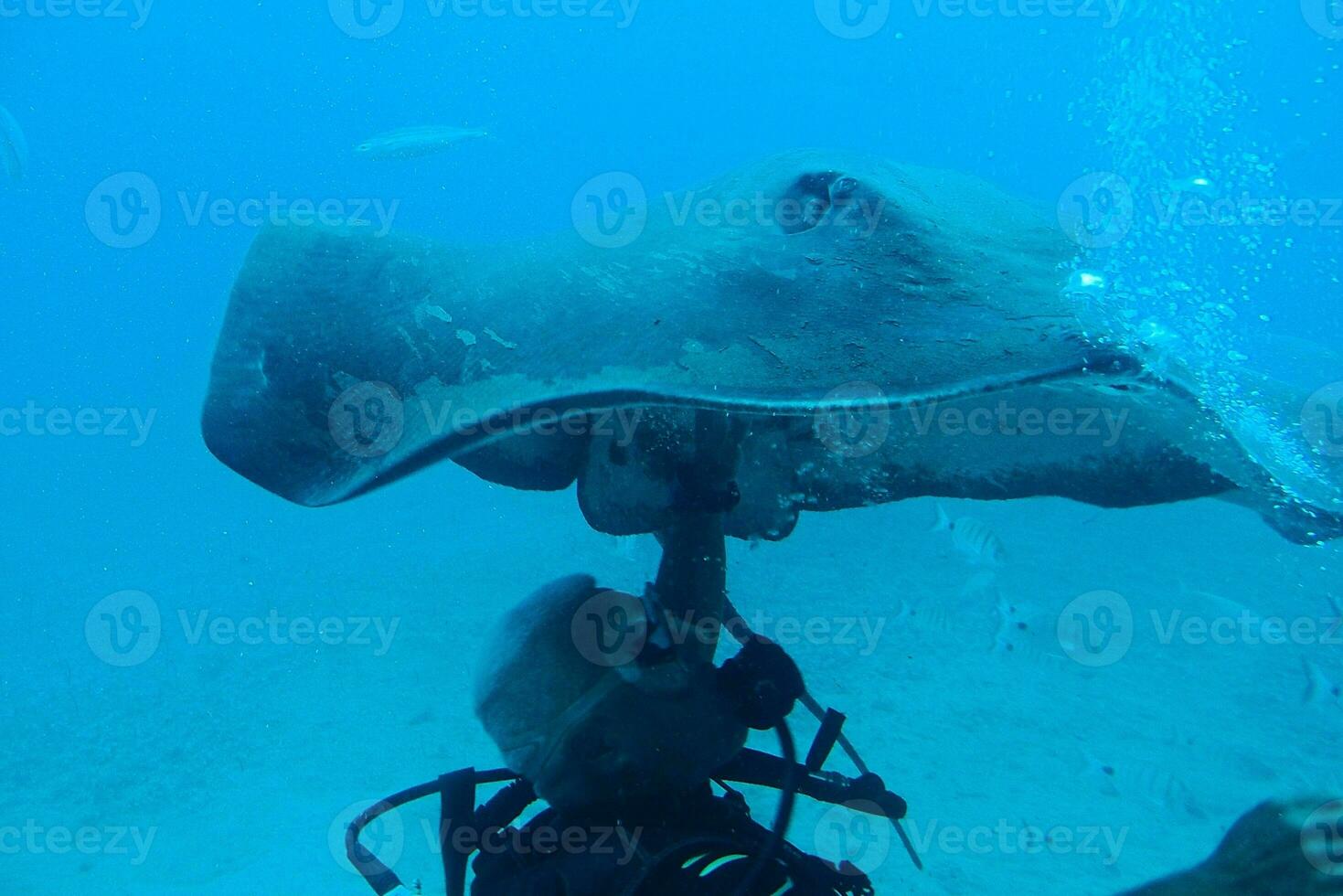 tuffatore nuoto tra bellissimo grande pesce nel il blu caldo oceano foto