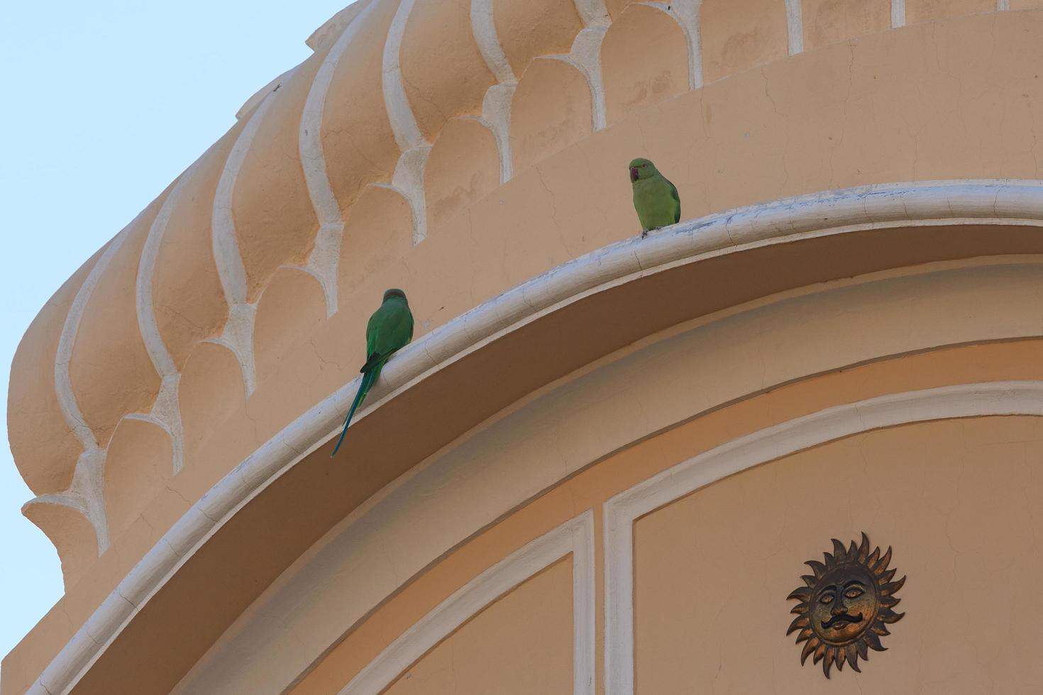 parrocchetto roseringed a khandela, rajasthan, india foto