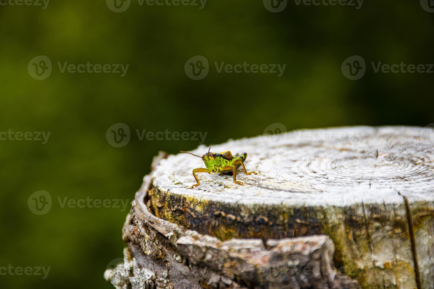 grillo su ceppo di legno foto