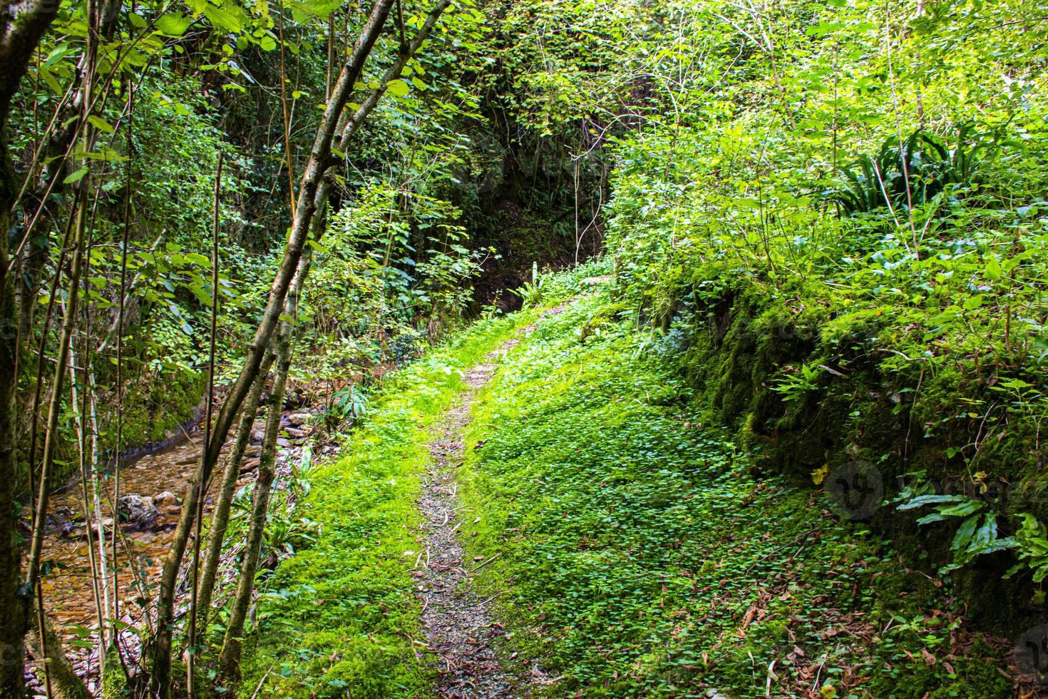 sentiero verde e fiume foto