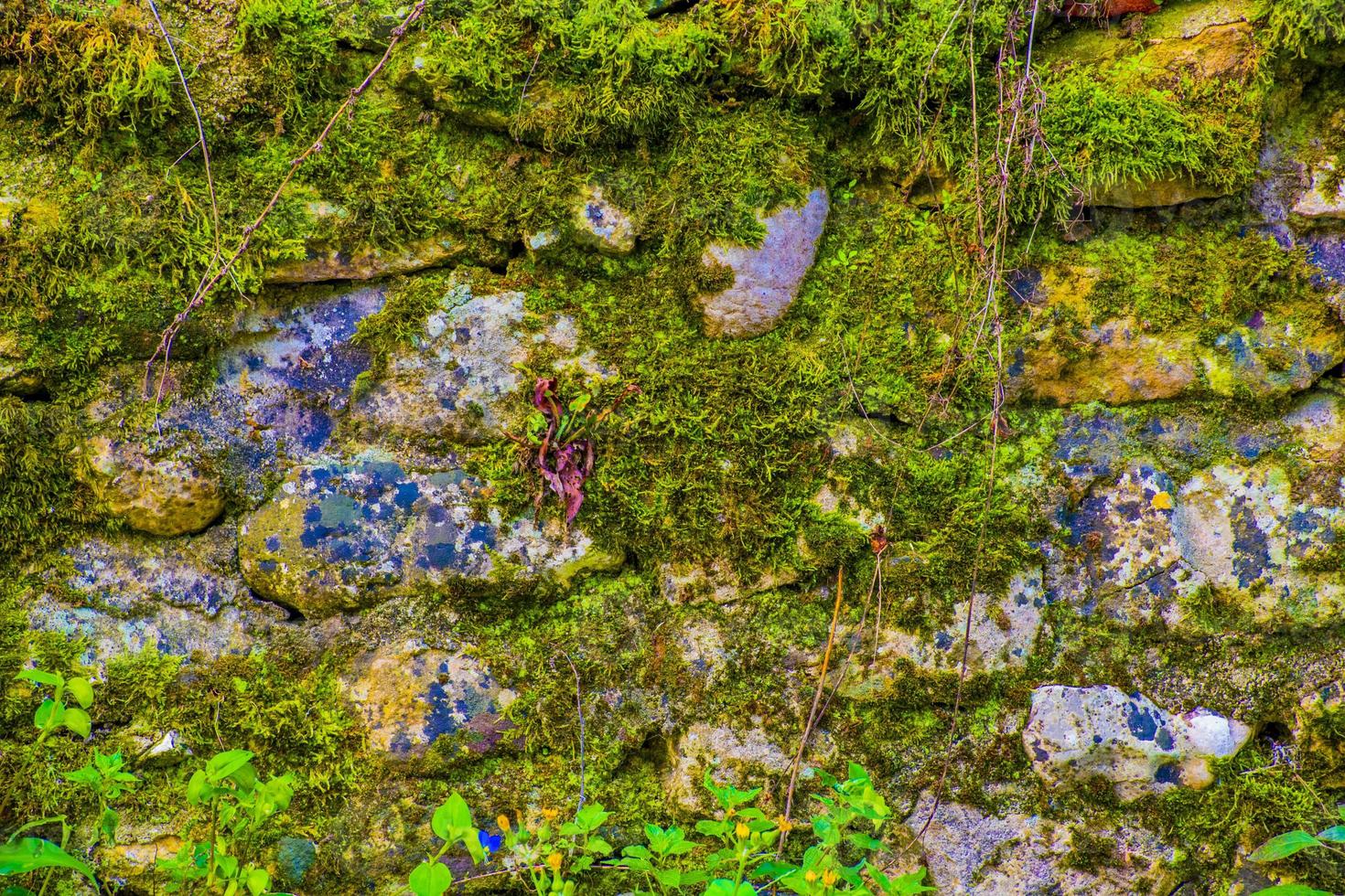 parete di roccia con muschio foto