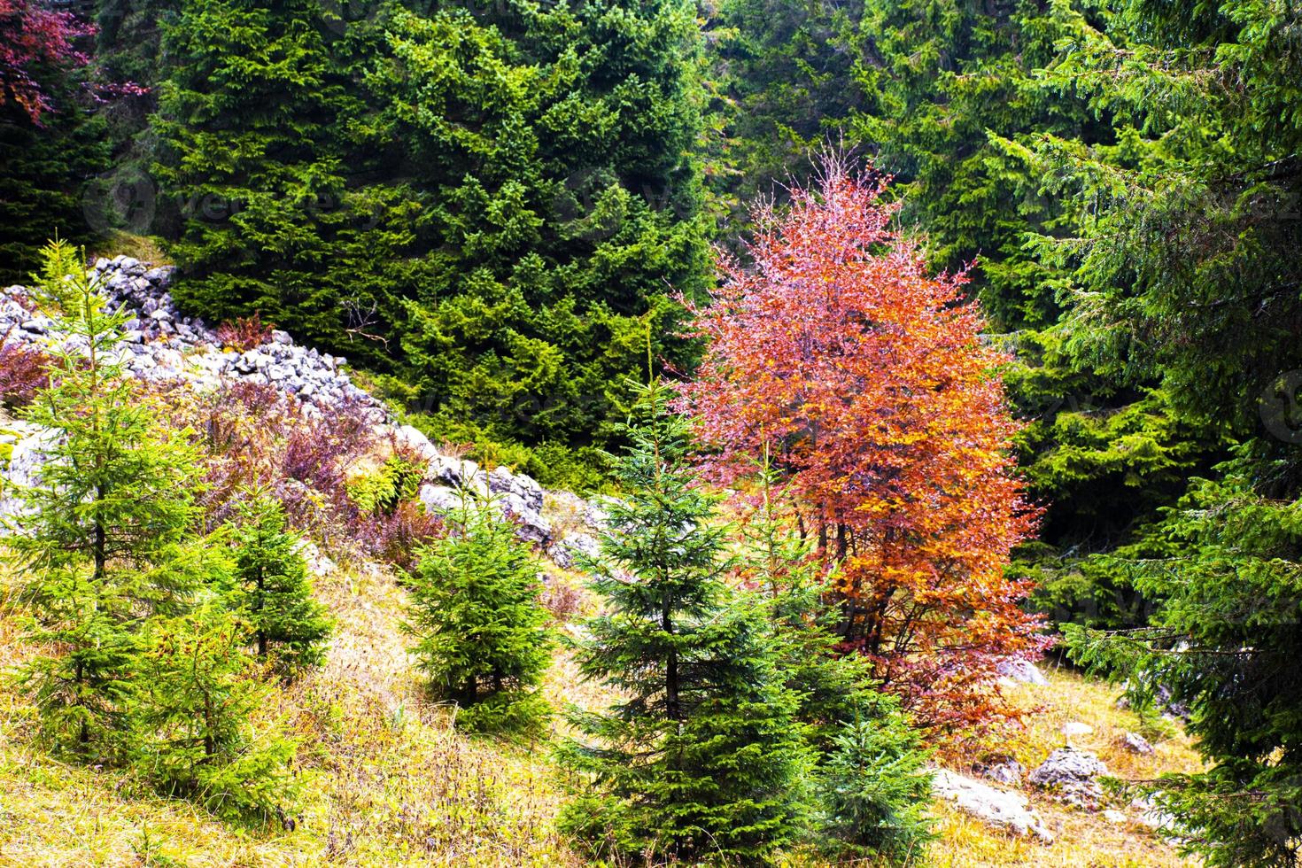 alberi autunnali su una montagna foto