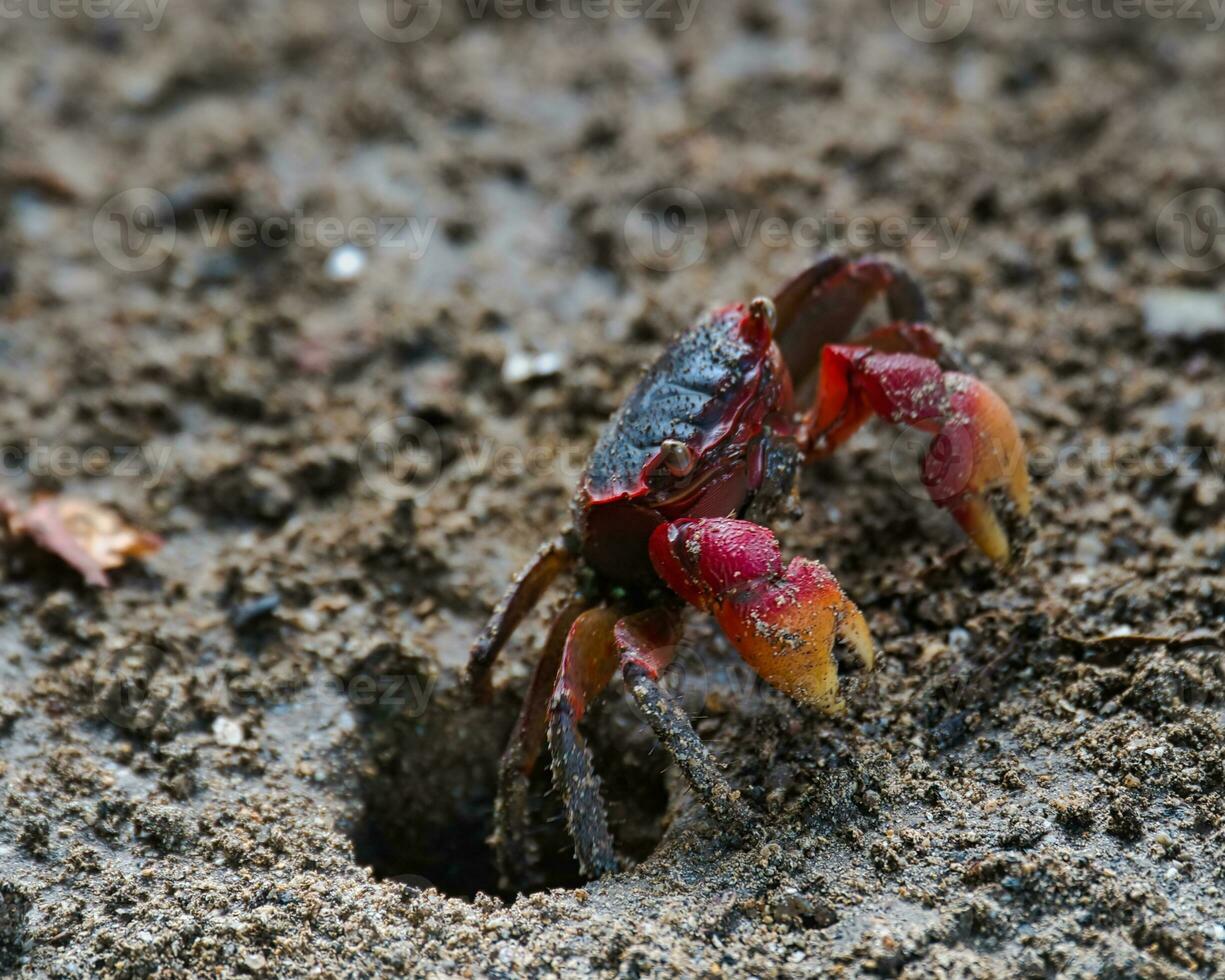 rosso artiglio Granchio vicino il spiaggia nel il buio suolo scavando suo buco, mahe Seychelles foto