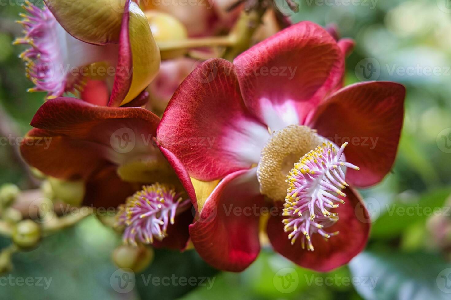 avvicinamento di canone palla fiori nel il botanico giardino su mahe isola, Seychelles foto