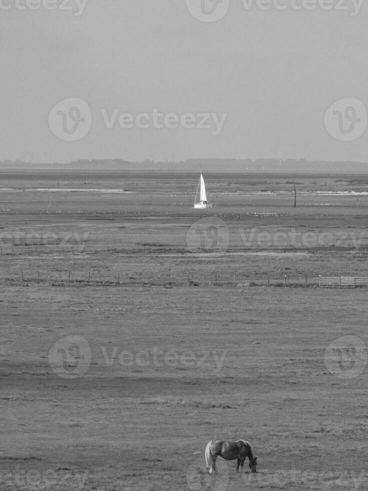 il Tedesco isola di spiekeroog foto