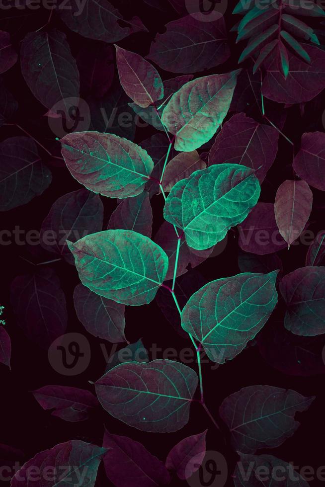 foglie di piante rosse e verdi nella stagione autunnale foto