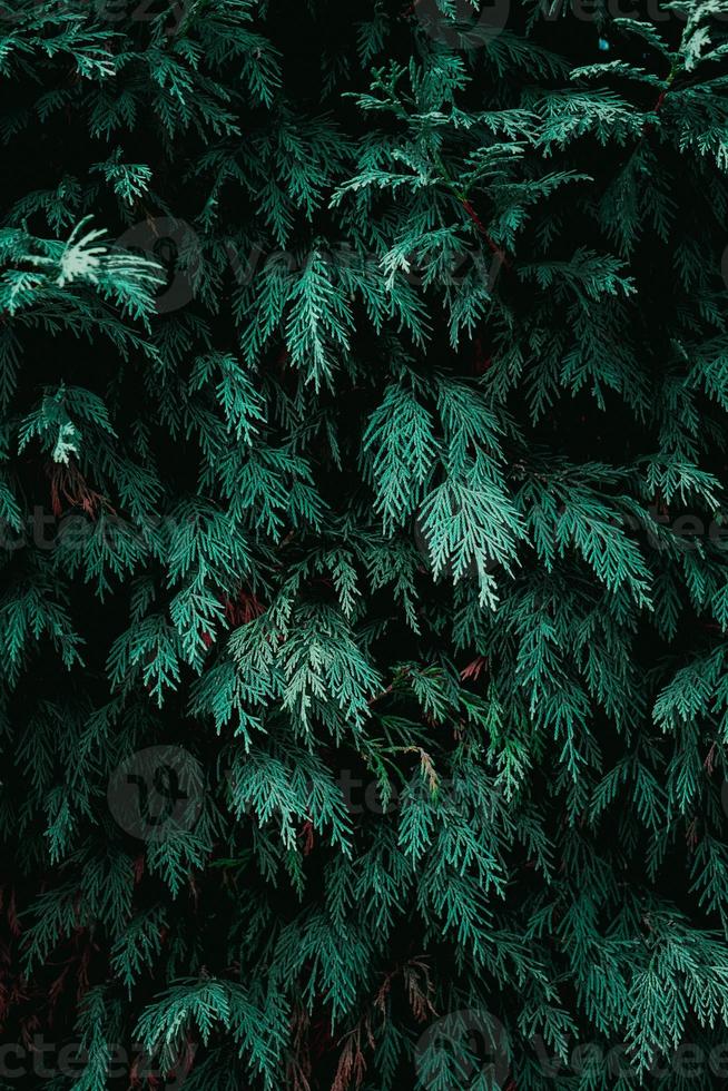 foglie di piante verdi nella stagione primaverile foto