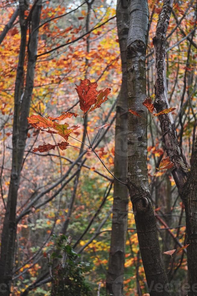 alberi con foglie rosse e marroni nella stagione autunnale foto