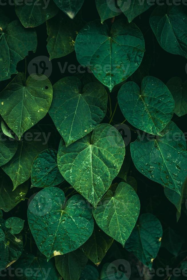 foglie di piante verdi nella stagione primaverile foto