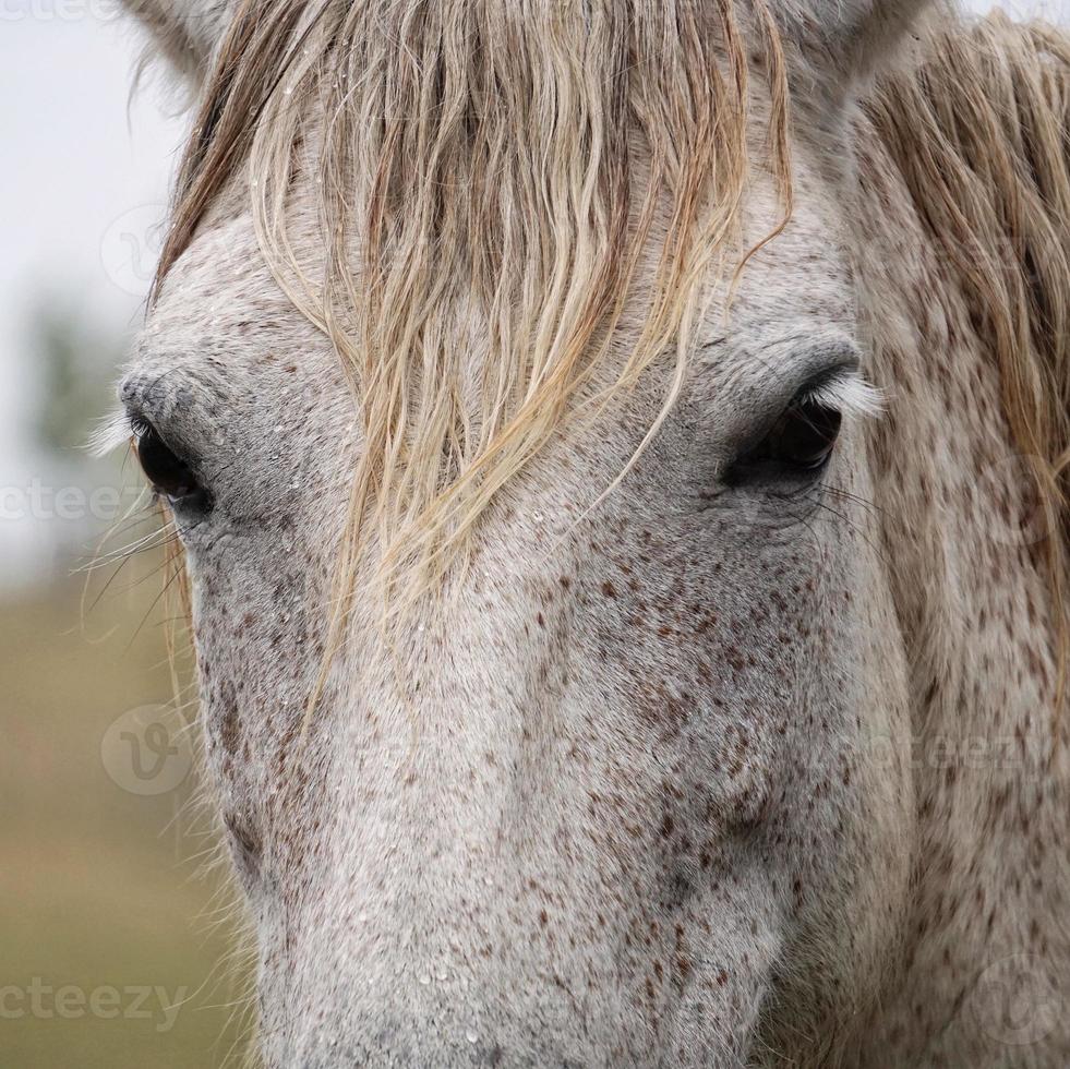 bellissimo ritratto di cavallo bianco foto