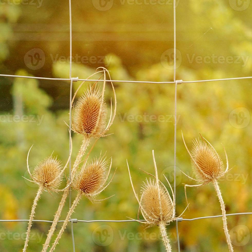 cardo nella natura nella stagione autunnale foto