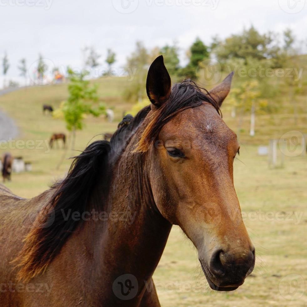 bellissimo ritratto di cavallo marrone foto