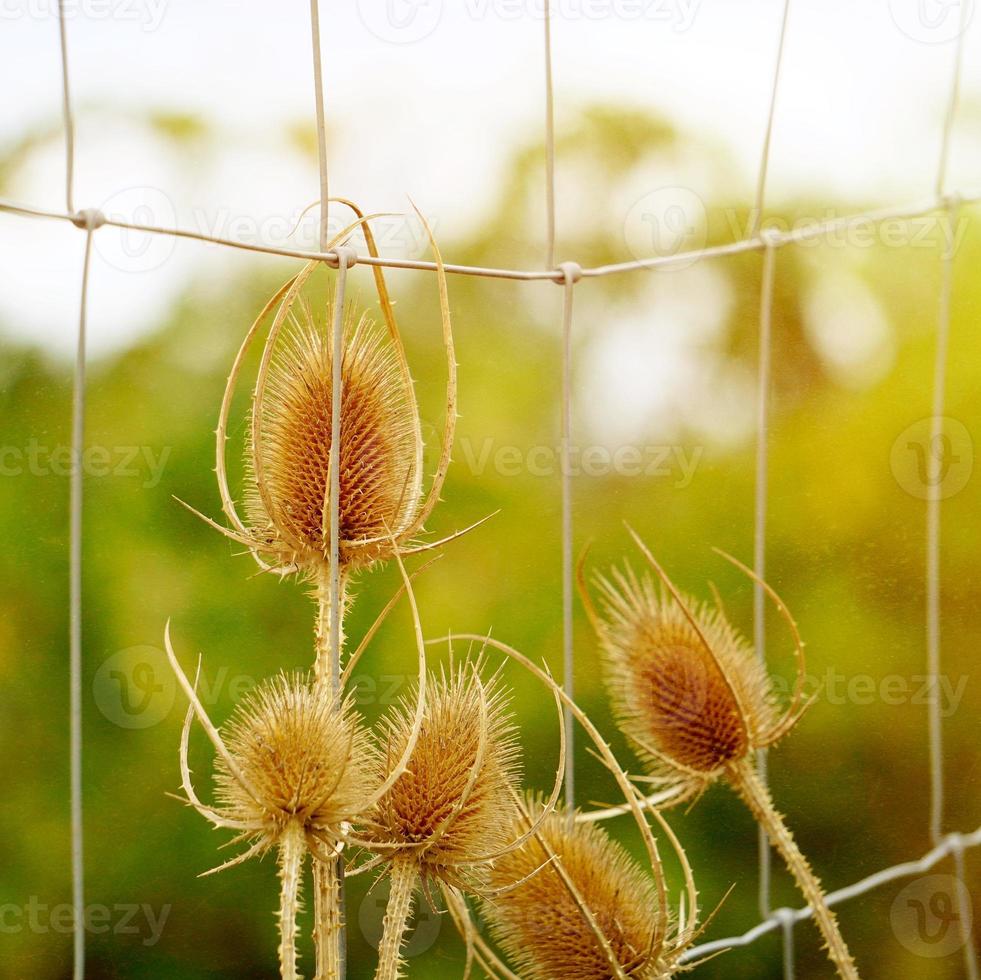 cardo nella natura nella stagione autunnale foto