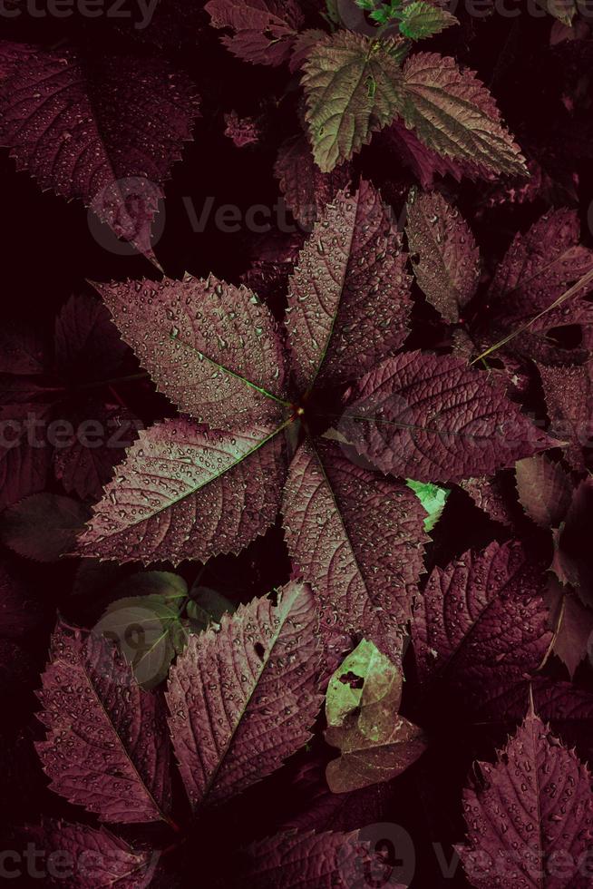 foglie di piante rosse e verdi foto