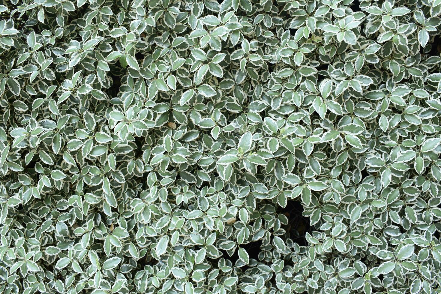 verde pianta sfondo fondale foto