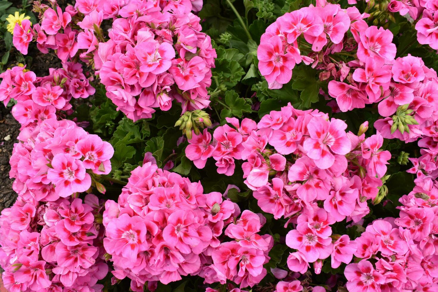 fiori da giardino rosa foto