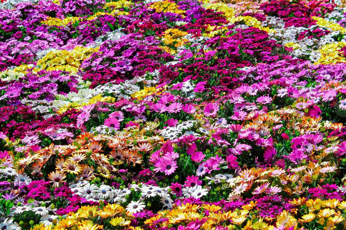 sfondo di fiori multicolori foto