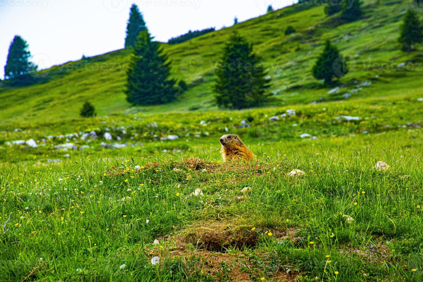 marmotta e fiori di campo foto