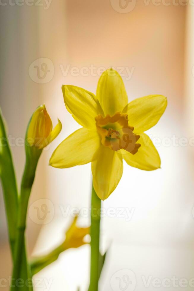 giallo giunchiglie su un' sfocato sfondo. bellissimo fiori. foto