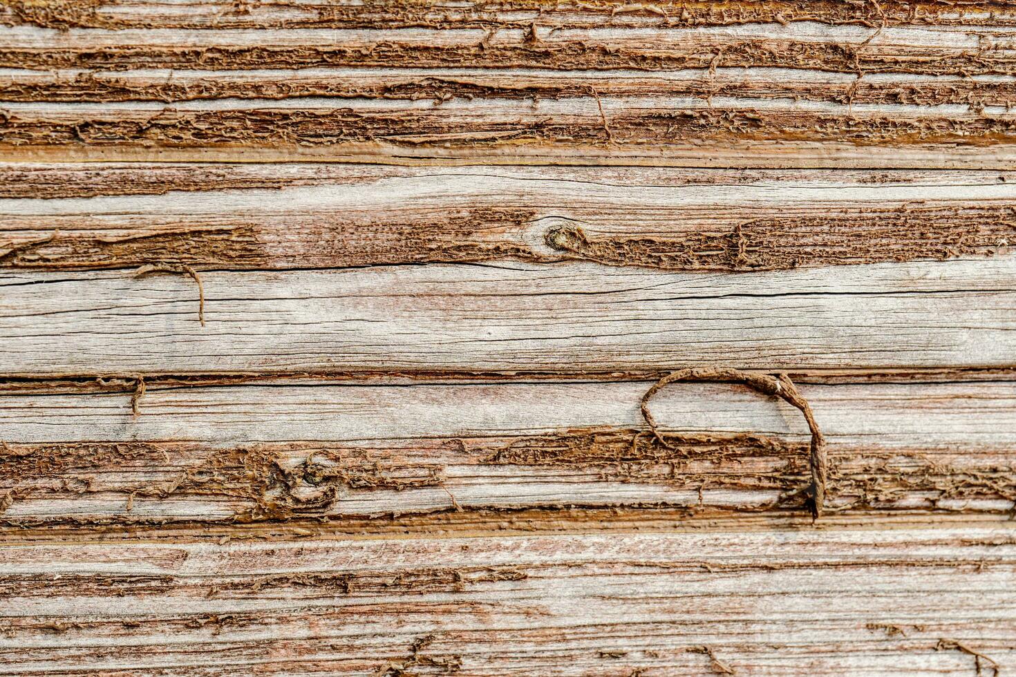 naturale sfondo con il struttura di un vecchio squallido albero. foto