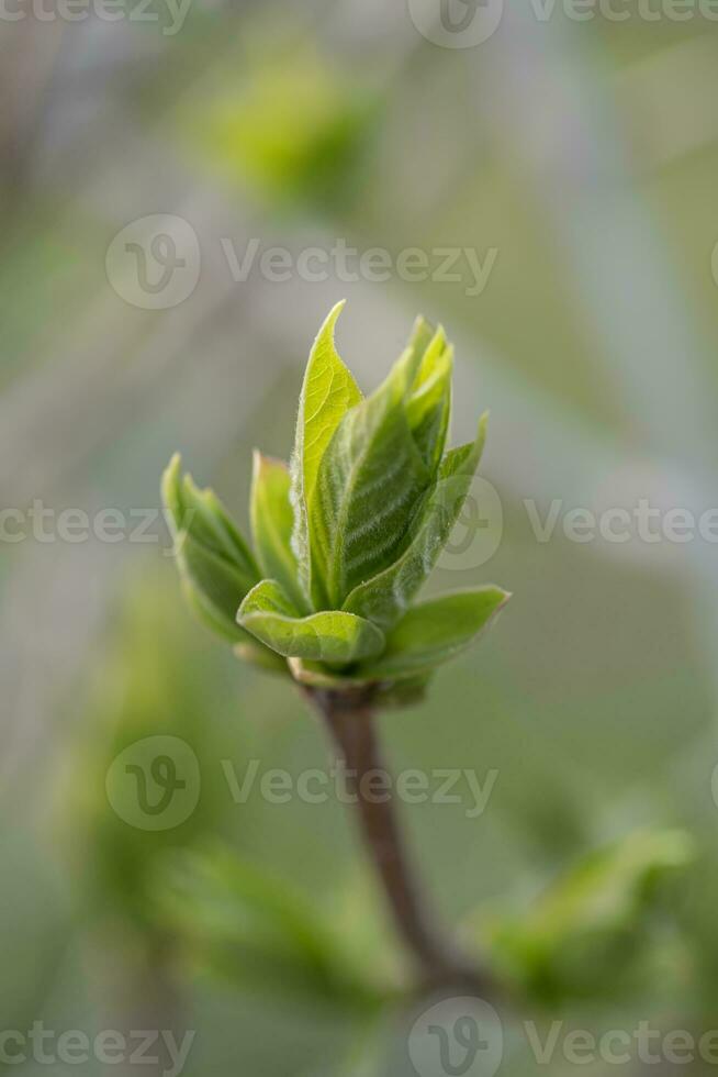 un' ramo con giovane le foglie nel naturale condizioni nel primavera. foto