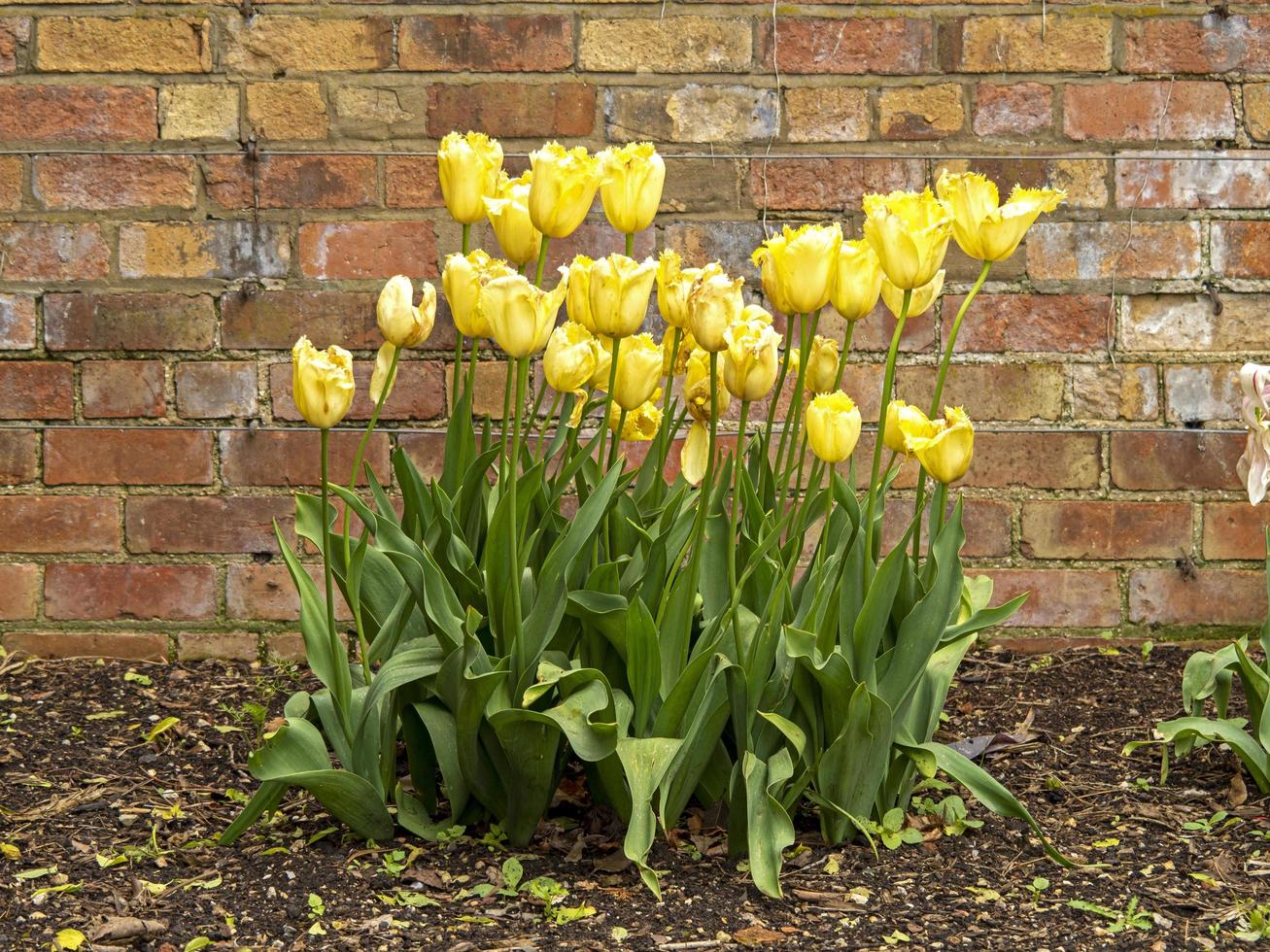 tulipani gialli in fiore in un giardino recintato foto