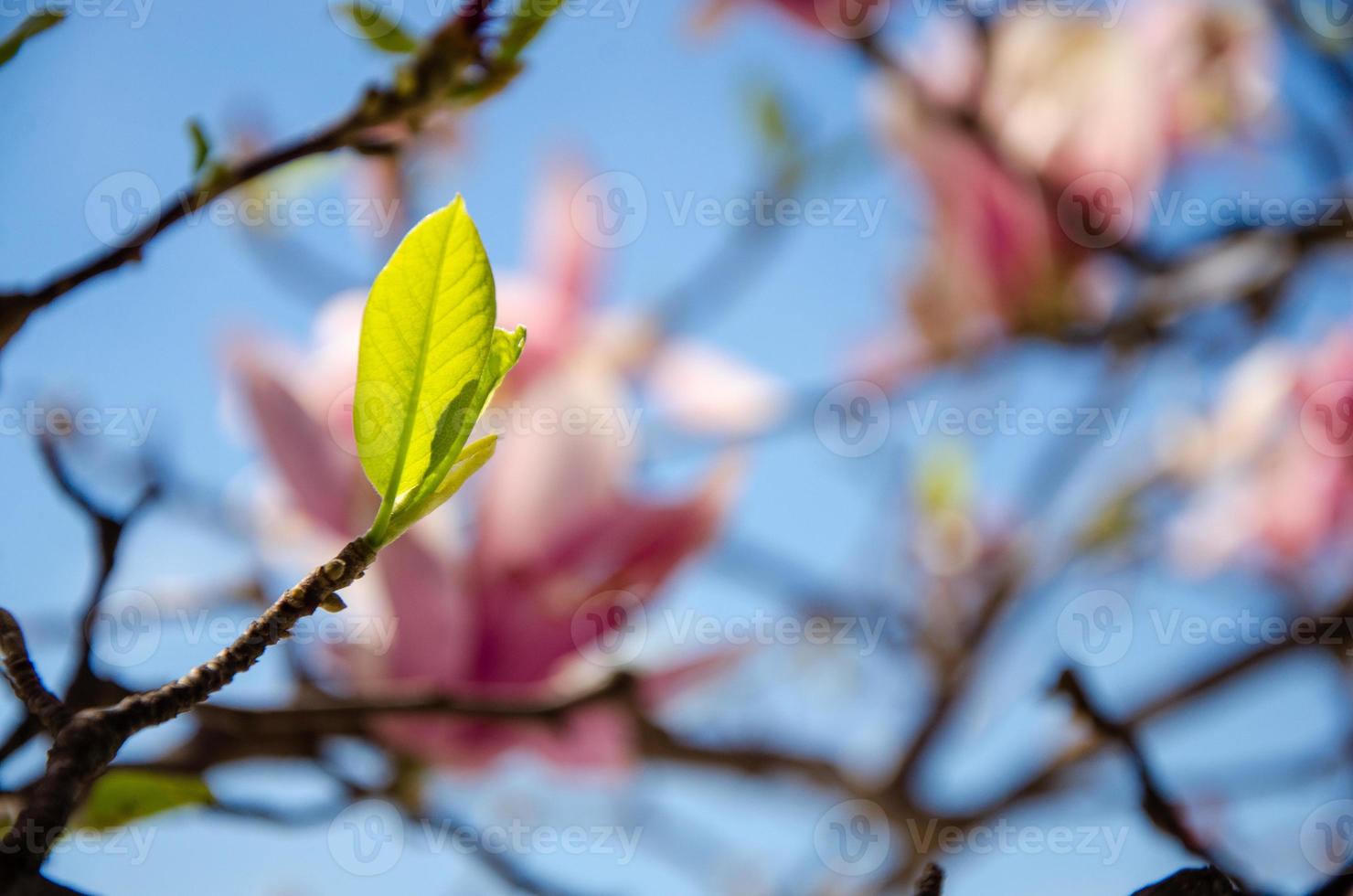 magnolia in fiore in fiori primaverili su un albero contro un cielo blu brillante foto