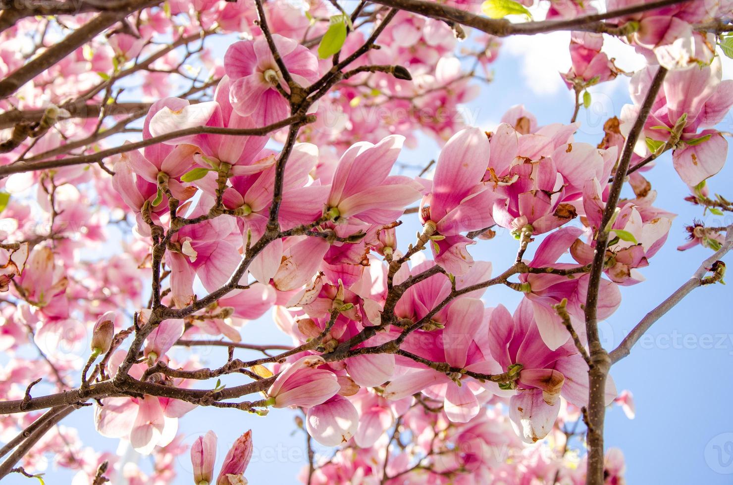 magnolia in fiore in fiori primaverili su un albero contro un cielo blu brillante foto