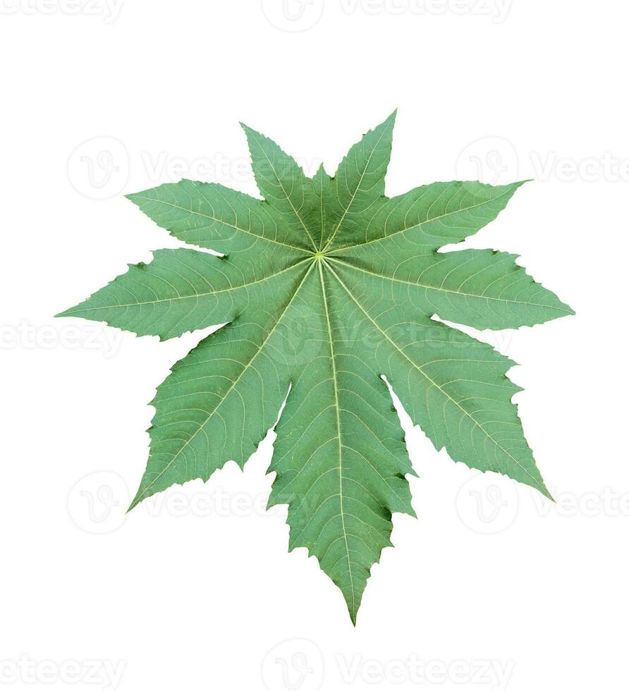 verde ricino le foglie isolato albero ramo trasparente sfondo png foto
