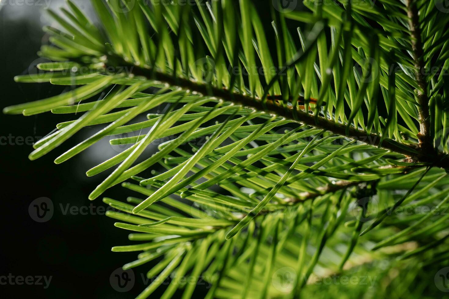 il ramo di il Natale albero nel avvicinamento. foto