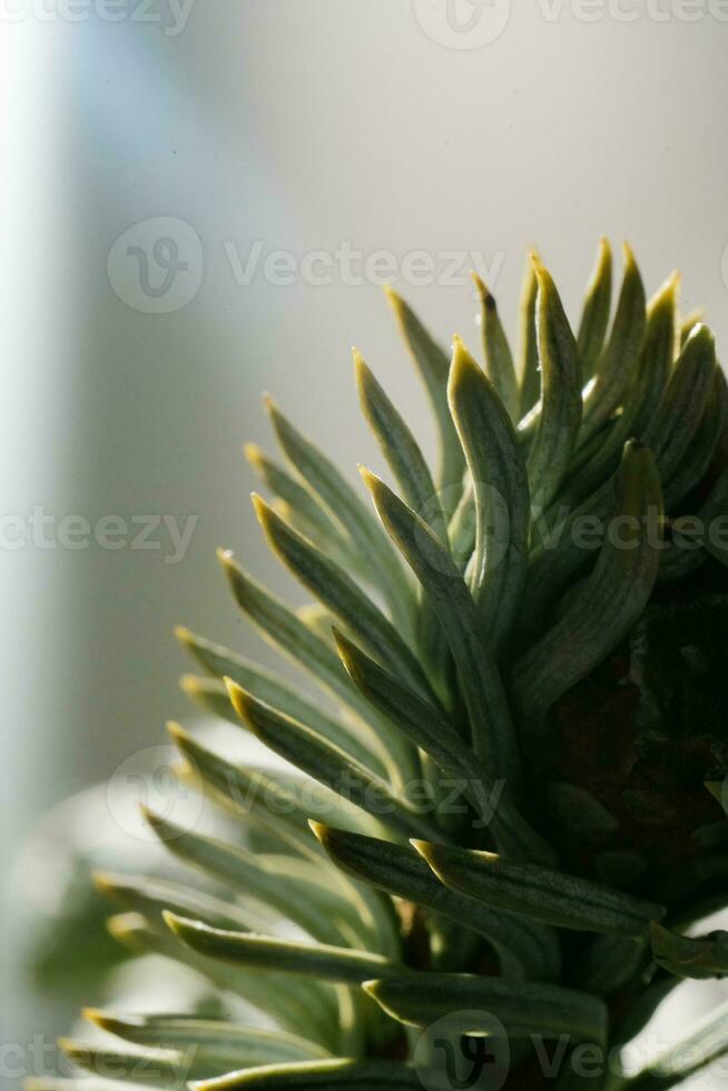 decorativo secco fiore su un' grigio sfondo. foto