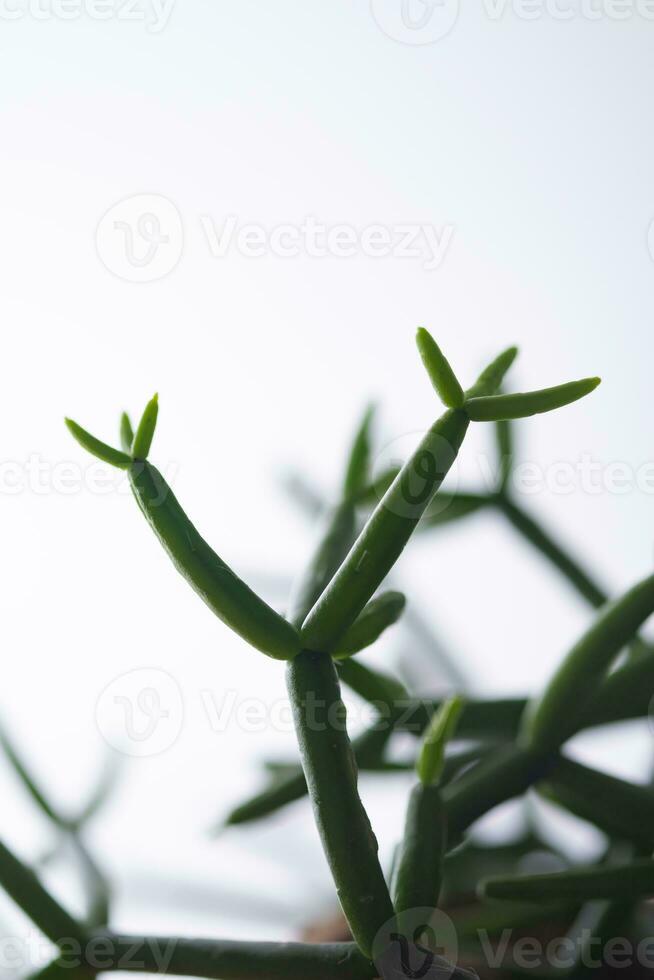 le foglie di un' Casa pianta avvicinamento. macro. foto