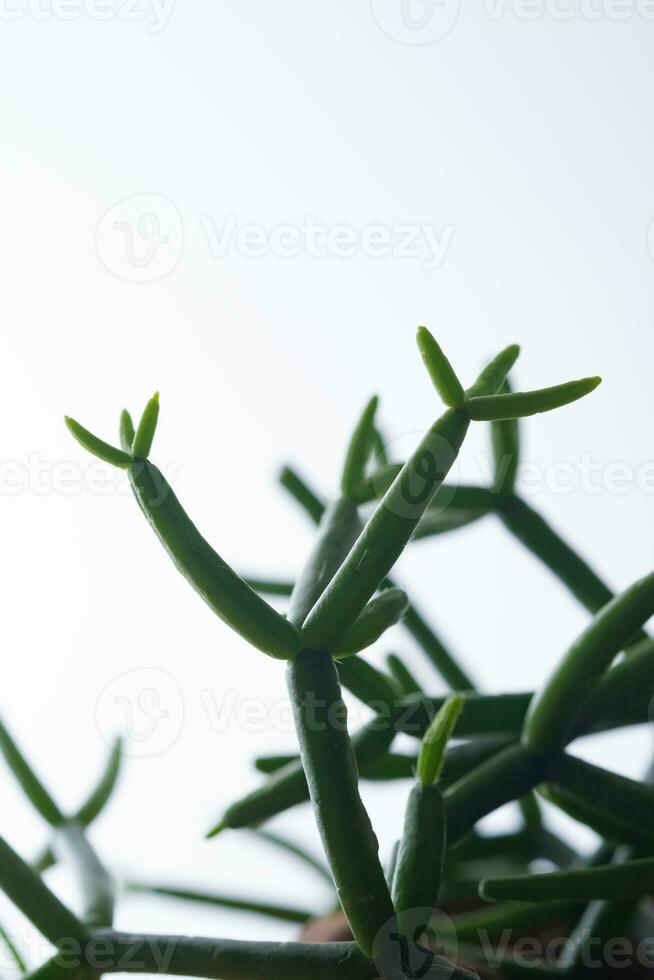 le foglie di un' Casa pianta avvicinamento. macro. foto