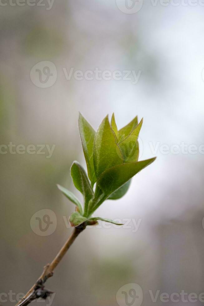 un' ramo con giovane le foglie nel naturale condizioni nel primavera. foto