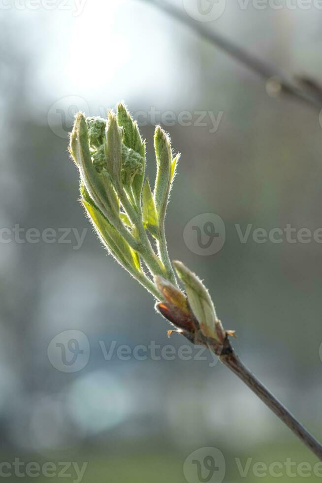 un' ramo con giovane le foglie nel naturale condizioni nel primavera. foto