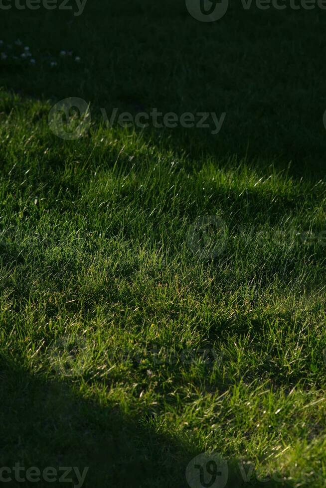 un' verde prato con un' diagonale fascio di luce. foto