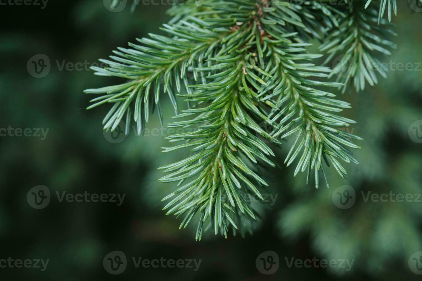 un' ramo di un' abete albero nel il parco nel avvicinamento. foto