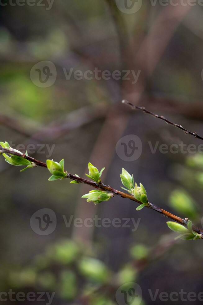 un' ramo con giovane le foglie nel naturale condizioni nel primavera. foto