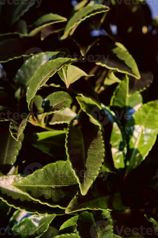 astratto sfondo con Casa pianta frutti di bosco. foto