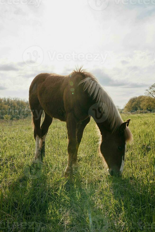 natura paesaggio cavallo nel il campo mangiare erba animali foto