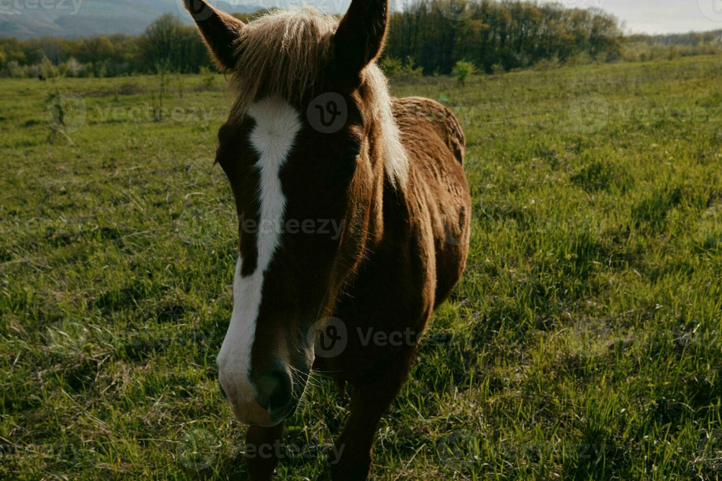 natura paesaggio cavallo nel il campo mangiare erba animali foto