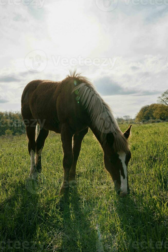 natura paesaggio cavallo nel il campo mangiare erba animali foto