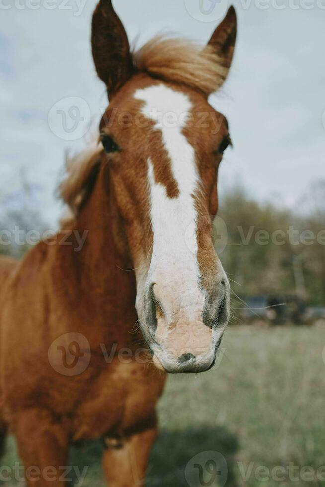 bellissimo cavallo nel il campo natura mammiferi paesaggio foto