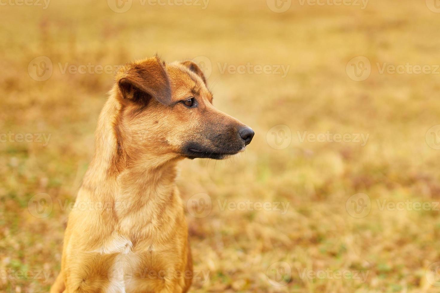 cucciolo marrone triste che guarda di lato foto