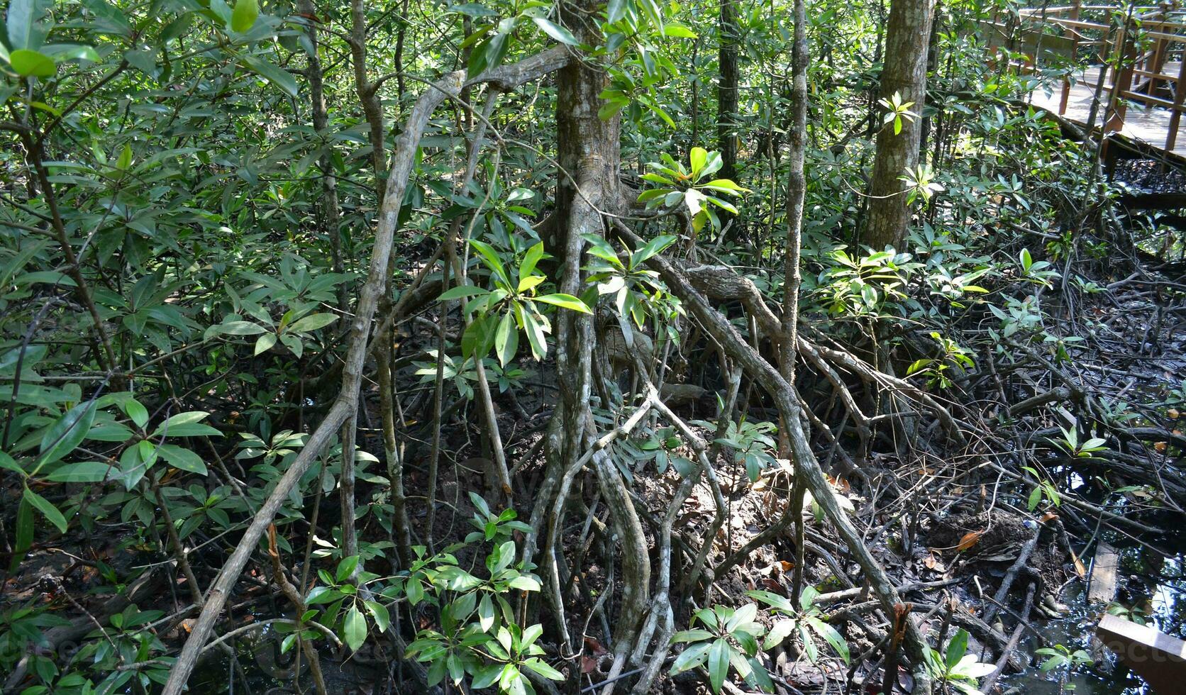 sud-est asiatico mangrovia palude foreste. tanjung piai Malaysia mangrovia foresta parco foto