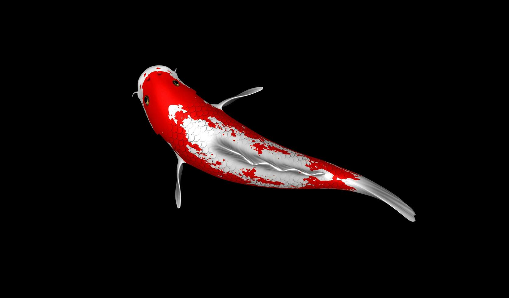 illustrazione singolo rosso e bianca colore giapponese koi pesce 3d interpretazione foto