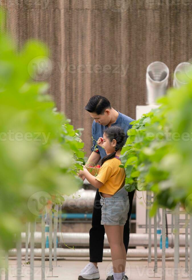 un' padre e figlia visitare un biologico fragola giardino su un' chiuso azienda agricola. avere divertimento raccolta fragole insieme. foto