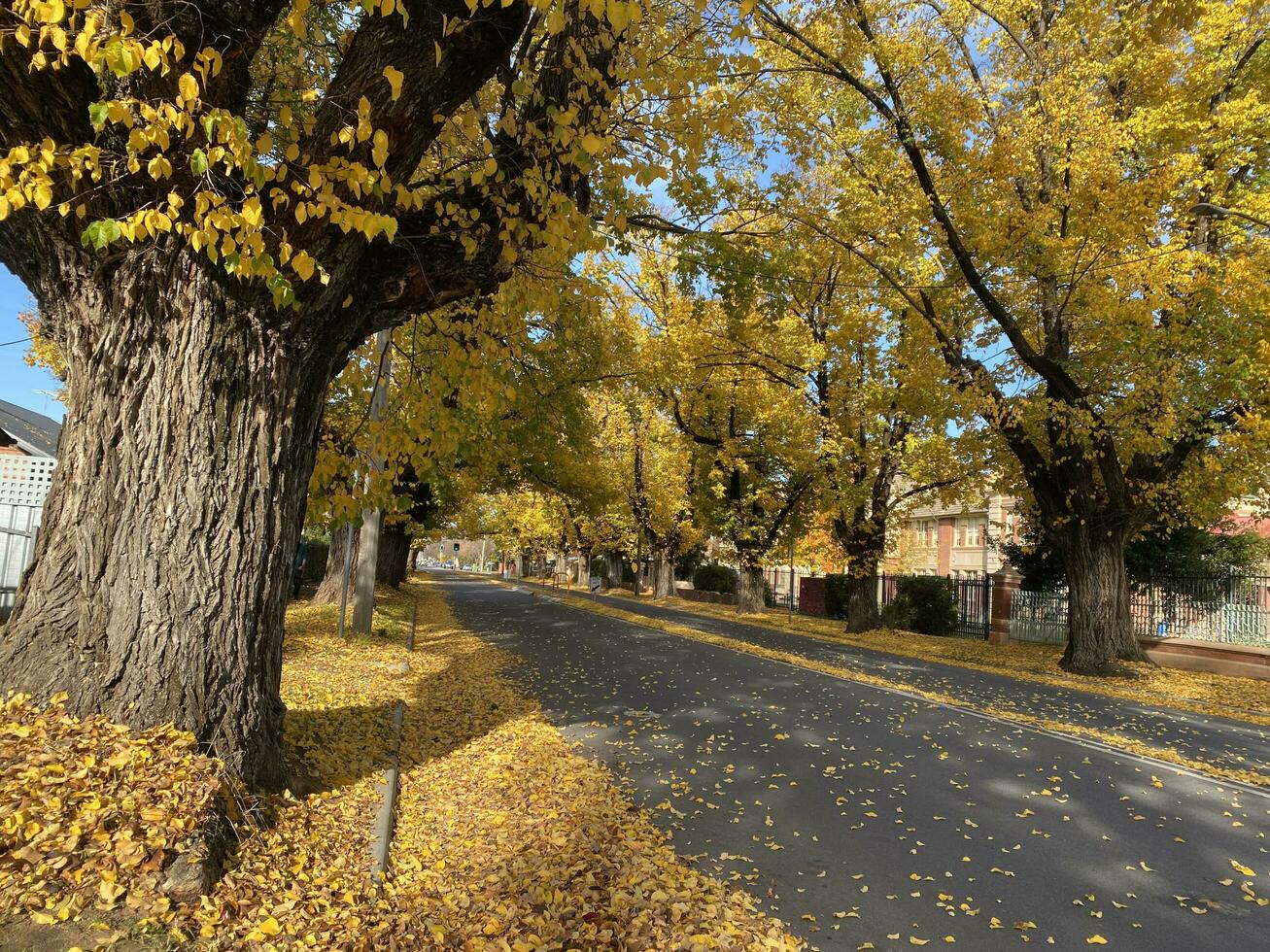 bellissimo autunno stagione paesaggio urbano caduto le foglie nel il altezza di autunno per catturare il vivace giallo di il ginkgo albero lungo il strada nel albury, nuovo Sud Galles, Australia. foto