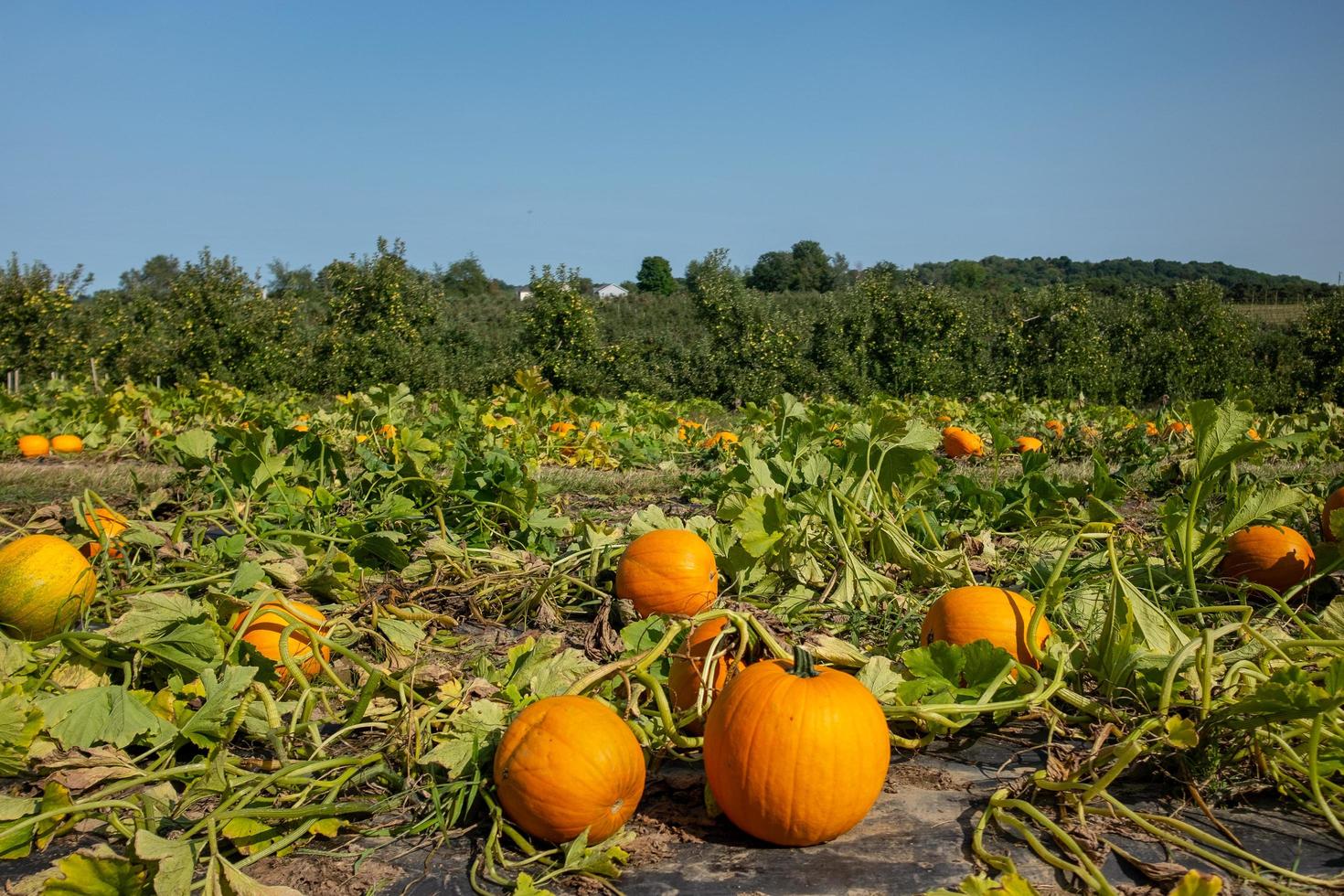 zucche in patch di zucca foto